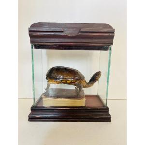Taxidermy Of A Turtle